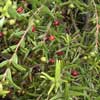 Eugenis Koreohileta