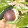Querecus Incana Engl