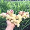 Zingiber Officinalis